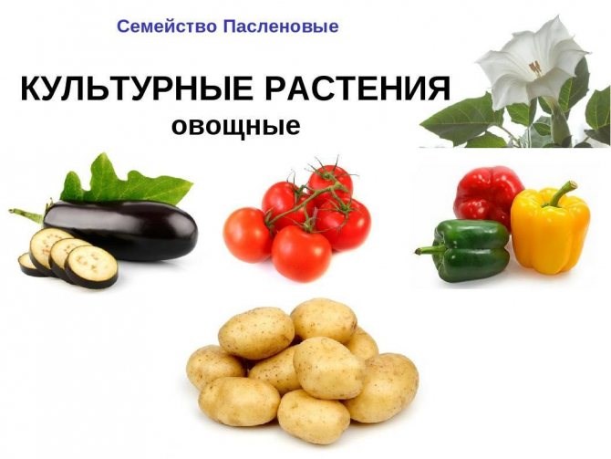 Какие овощи являются Пасленовыми?