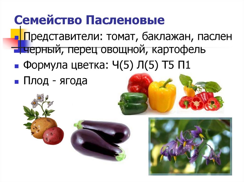 Чем полезны паслен?