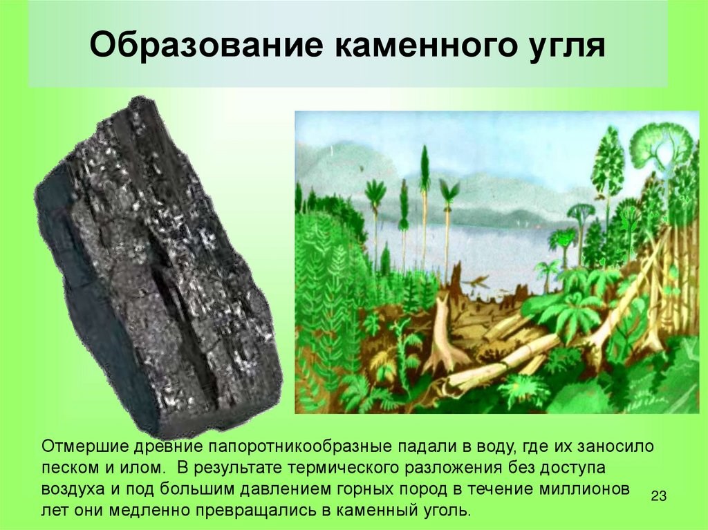 Почему невозможно образование каменного угля?