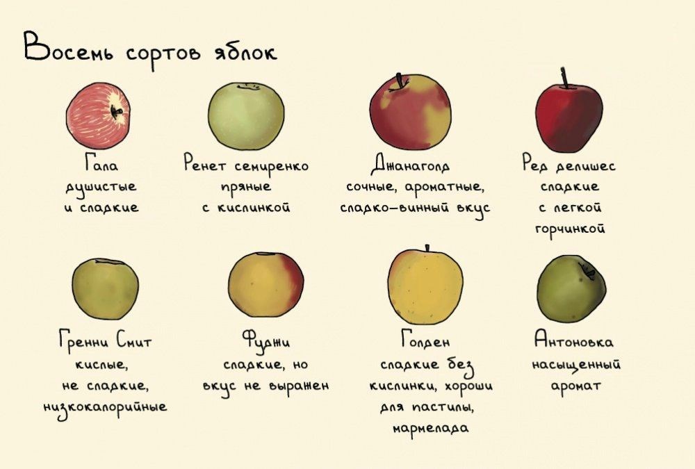 Какой сорт яблок считается самым полезным?
