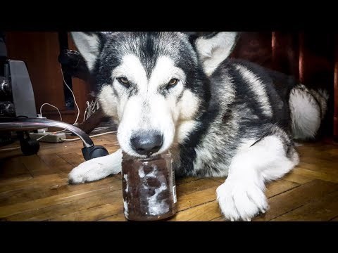 Что хаски любят больше всего?