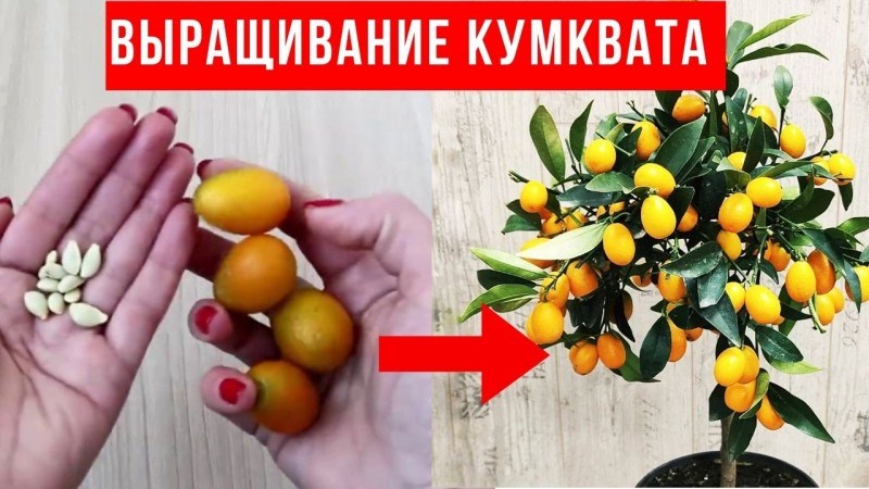 Можно ли есть косточки кумкват?